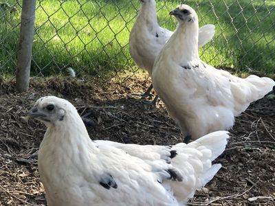 Zombie chicken pullets