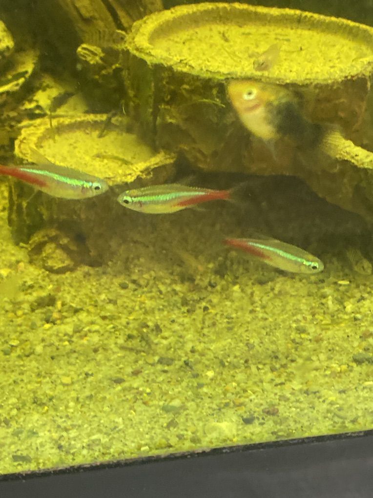 Neon Tetra