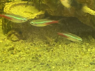 Neon Tetra