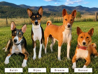 AKC Basenji Breeding Program - We're Downsizing