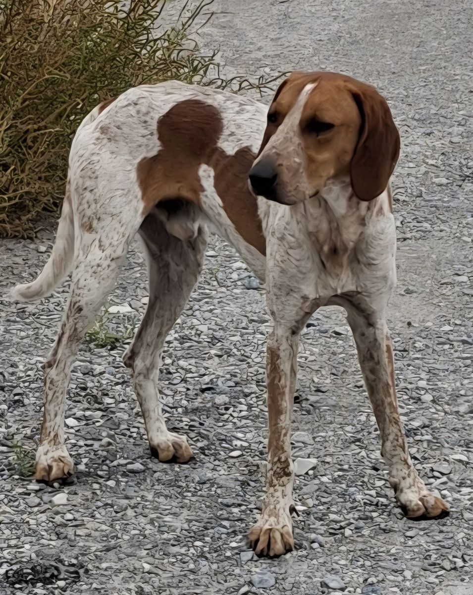 FOUND dog