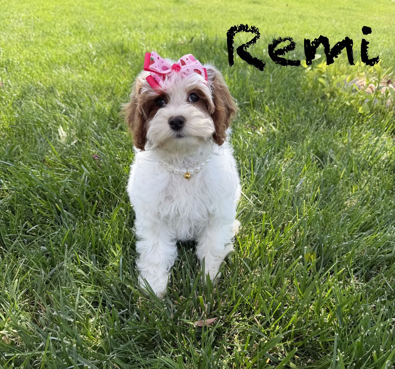 Absolutely Adorable Cavapoo Mix Puppies!