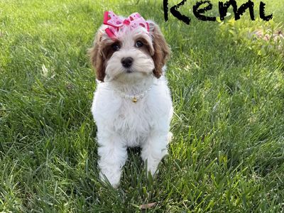 Absolutely Adorable Cavapoo Mix Puppies!