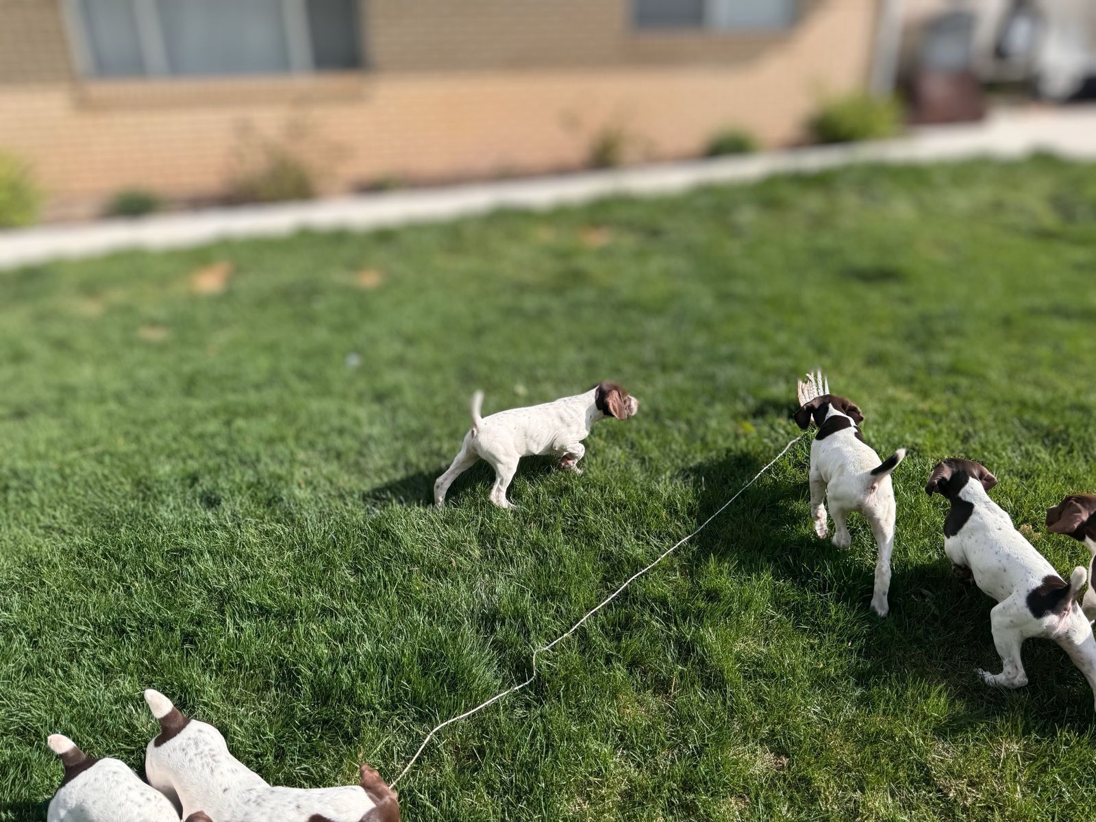 German Shorthair Pointer Puppies