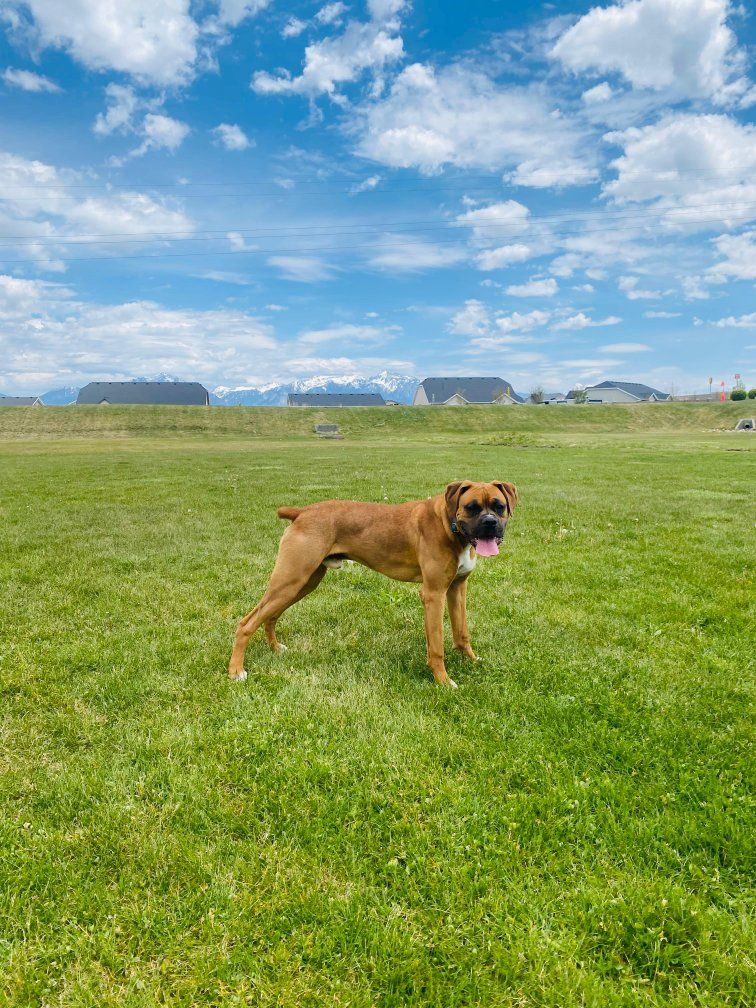 Boxer Purebred Puppy!