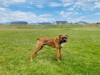 Boxer Purebred Puppy!