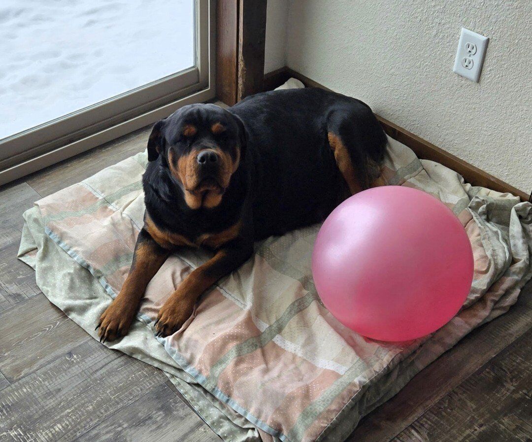 AKC ROTTWEILER PUPS- 2 Males & 2 Females!