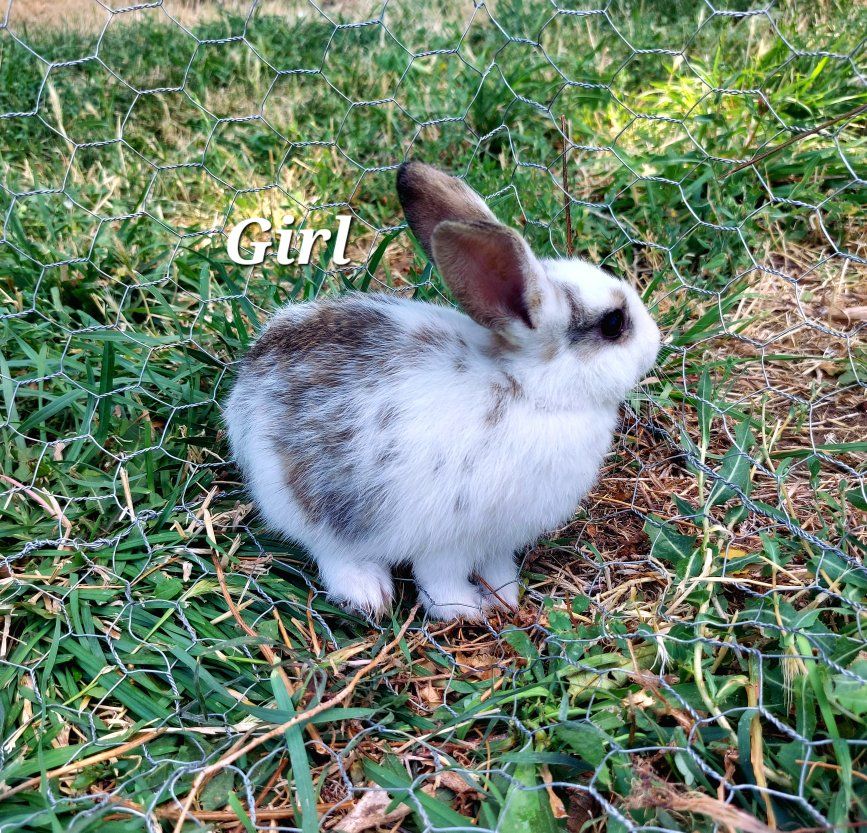 Baby Bunnies- Mini Rex