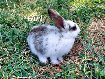 Baby Bunnies- Mini Rex
