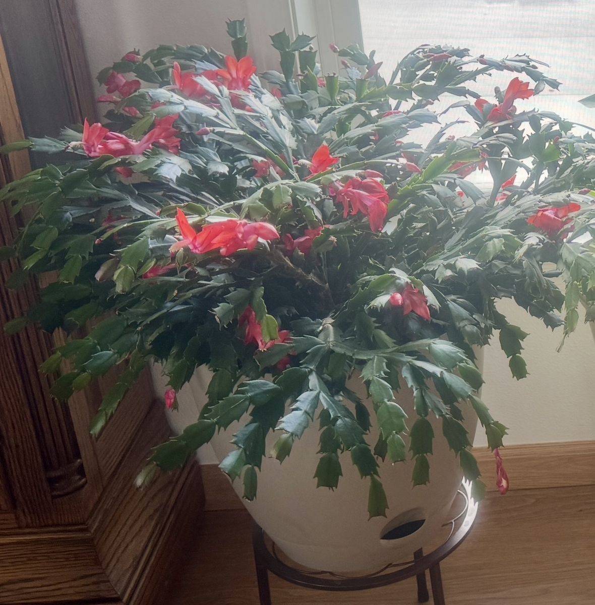 Vibrant Christmas/Thanksgiving Cactus in Wicking Pot - Blooms Oct-April