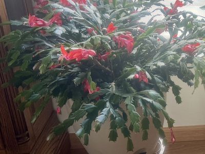 Vibrant Christmas/Thanksgiving Cactus in Wicking Pot - Blooms Oct-April