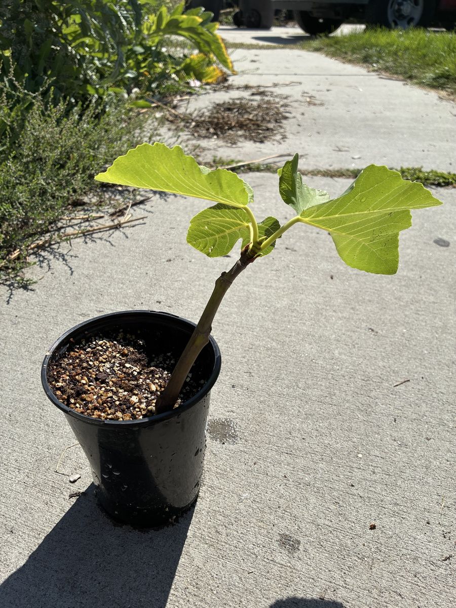 Potted Live Fig Tree Plant Sapling