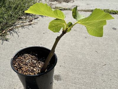 Potted Live Fig Tree Plant Sapling