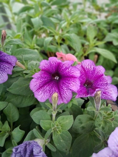 Flower (Snapdragons, Geraniums, Petunias, Zinnias and more) and Tomato Plant starts!