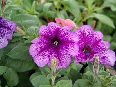 Flower (Snapdragons, Geraniums, Petunias, Zinnias and more) and Tomato Plant starts!