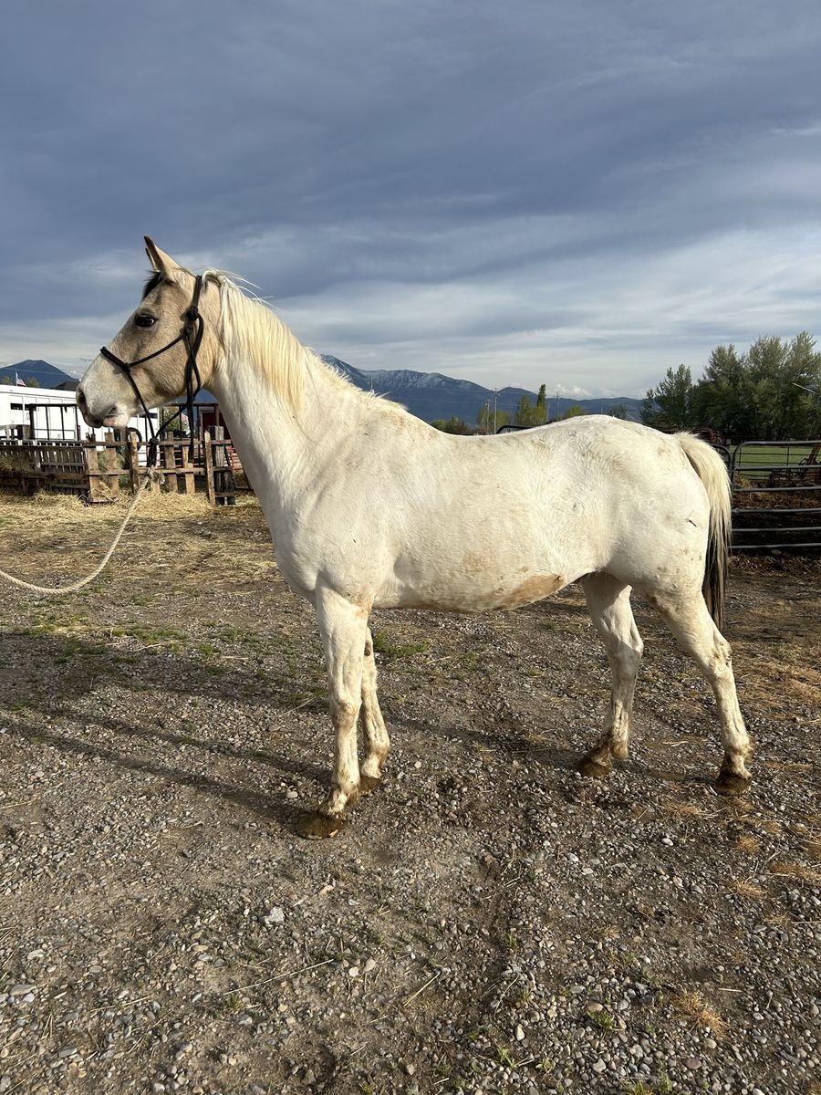 10 yr old Gelding