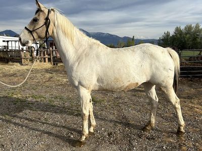 10 yr old Gelding