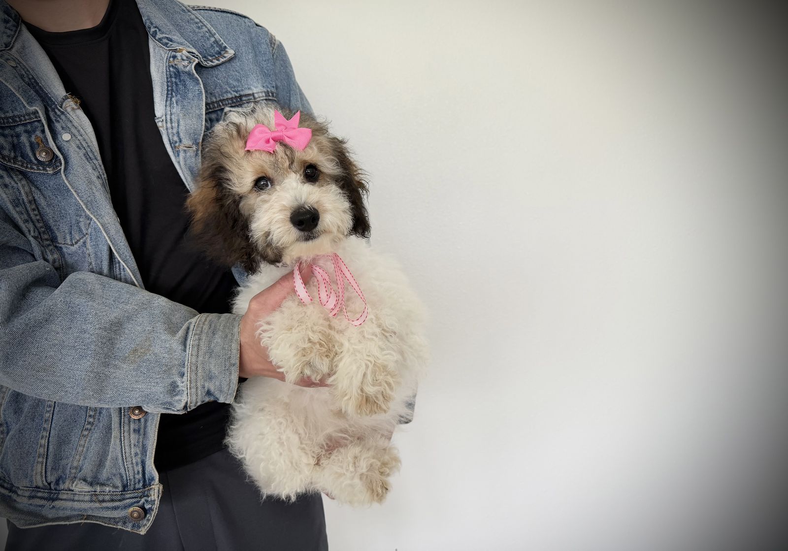 AKC Mini Poodle puppy