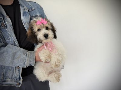 AKC Mini Poodle puppy