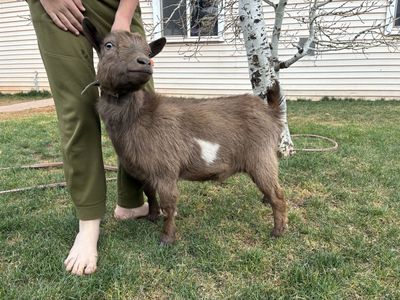 Nigerian Dwarf Doe