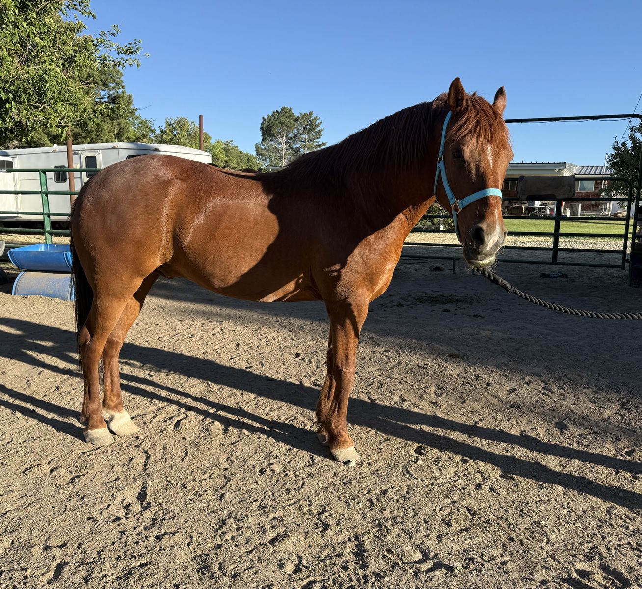 12yo BLM Mustang Gelding