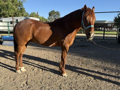 12yo BLM Mustang Gelding