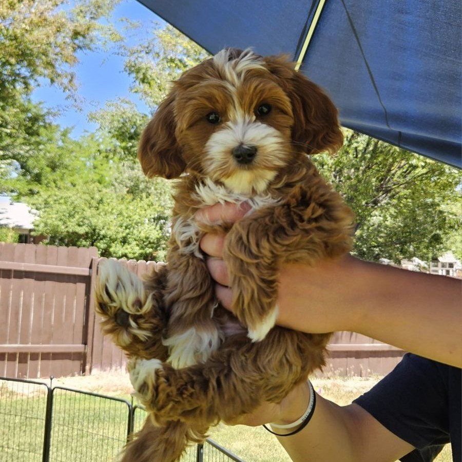 Male Goldendoodle Puppies *Ready to go home*