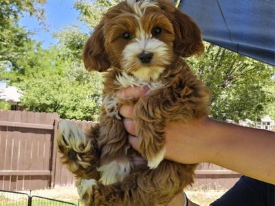 Male Goldendoodle Puppies *Ready to go home*