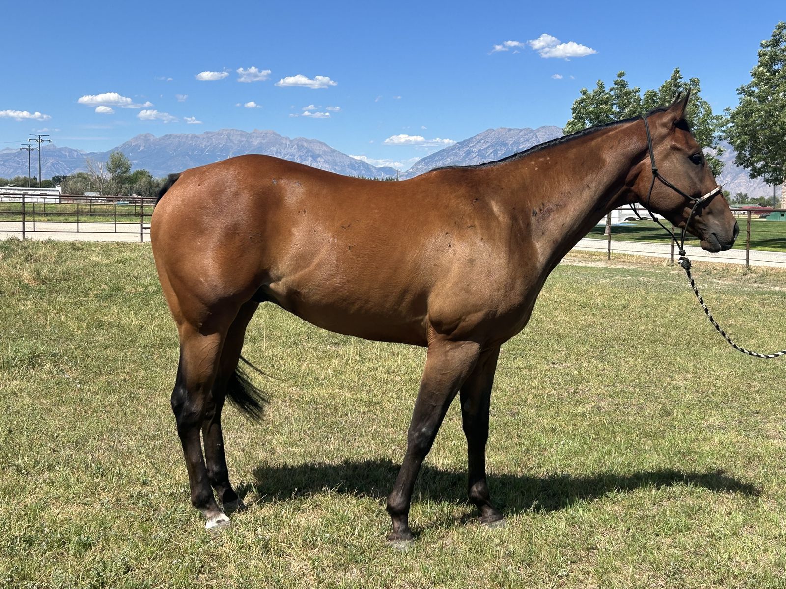 3 Year Old Bay AQHA Gelding