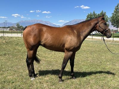 3 Year Old Bay AQHA Gelding