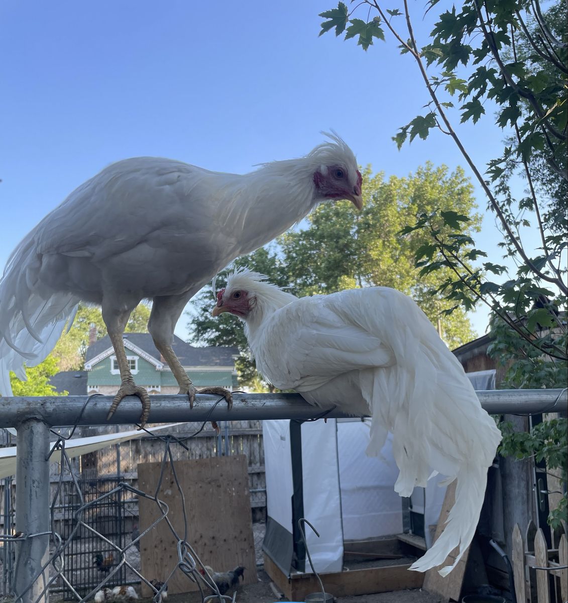 Schijndelaar Roosters 15-18 Weeks Old