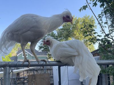 Schijndelaar Roosters 15-18 Weeks Old