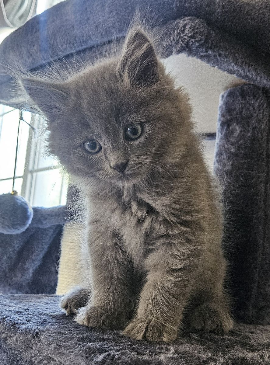 1 left!! Ragdoll-Russian Blue mix kittens