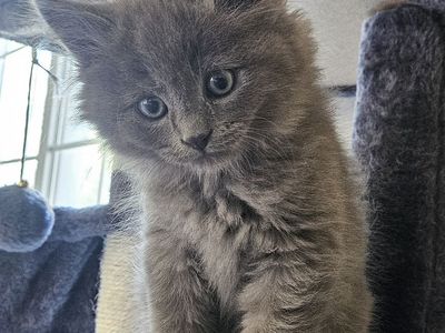 1 left!! Ragdoll-Russian Blue mix kittens