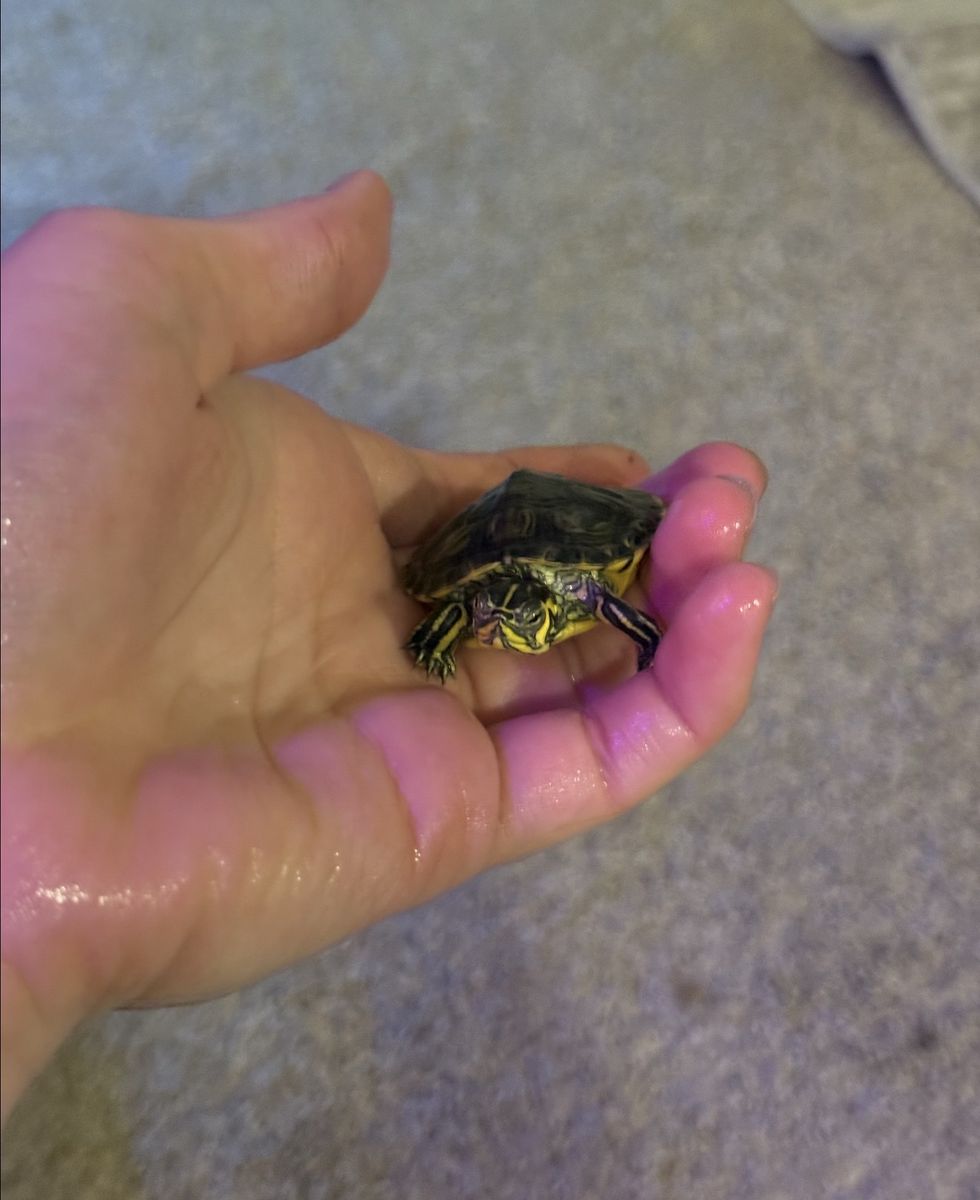 Baby Yellow-Bellied Slider