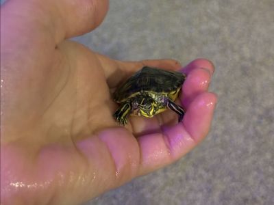 Baby Yellow-Bellied Slider