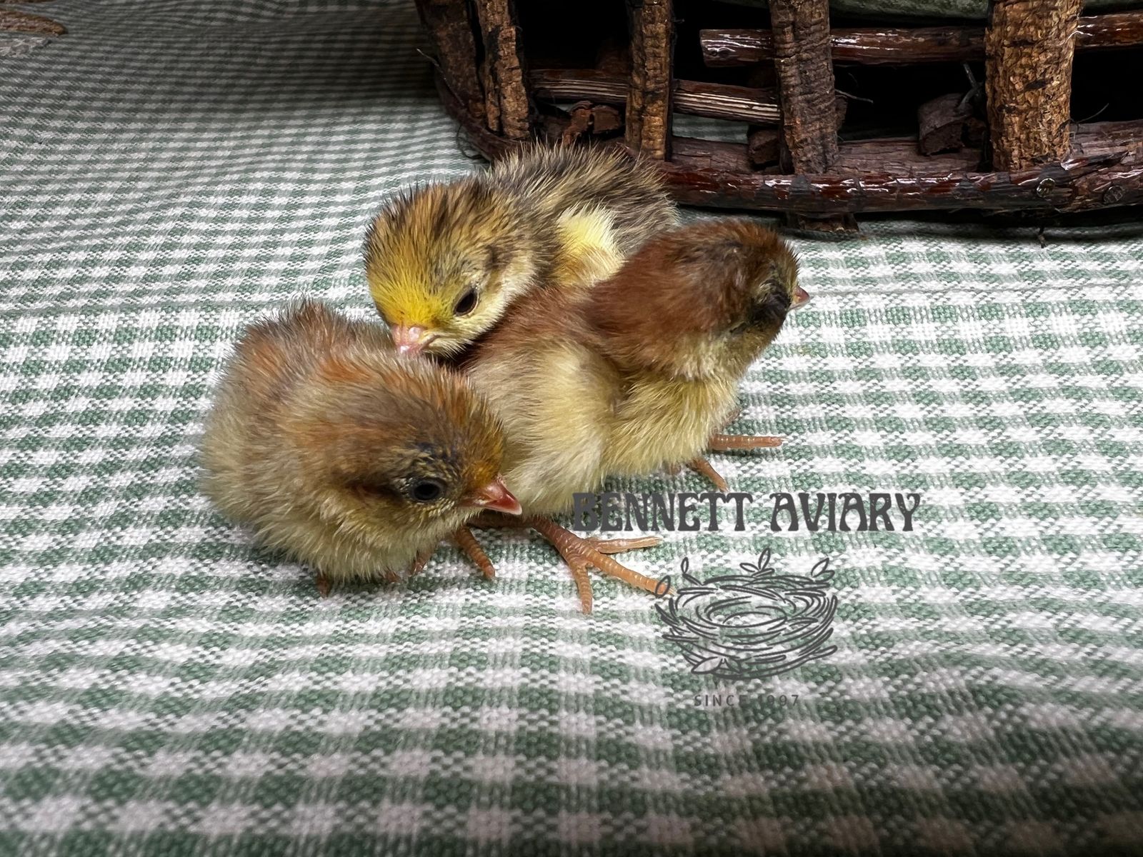 Fresh Button Quail Chicks