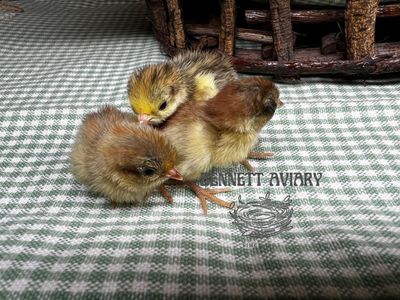 Fresh Button Quail Chicks