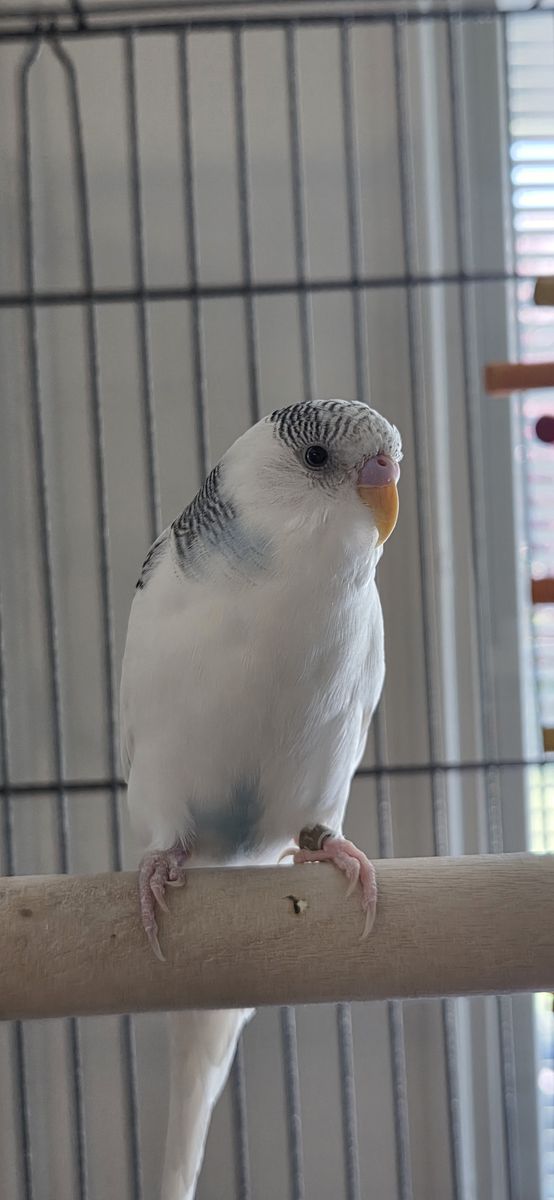 6 month old parakeet w/ cage