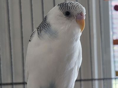 6 month old parakeet w/ cage