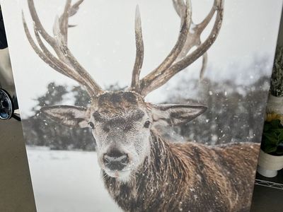 Animal Artwork