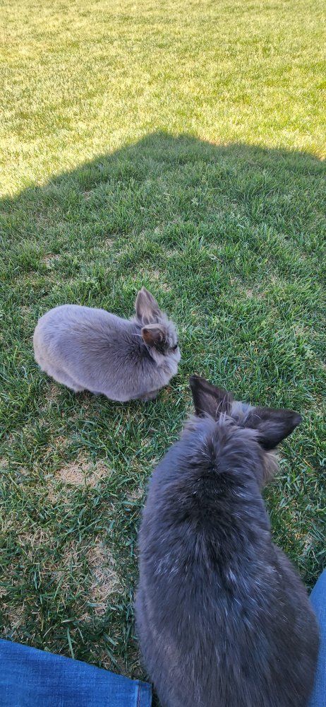 Bunnies for sale w/ supplies