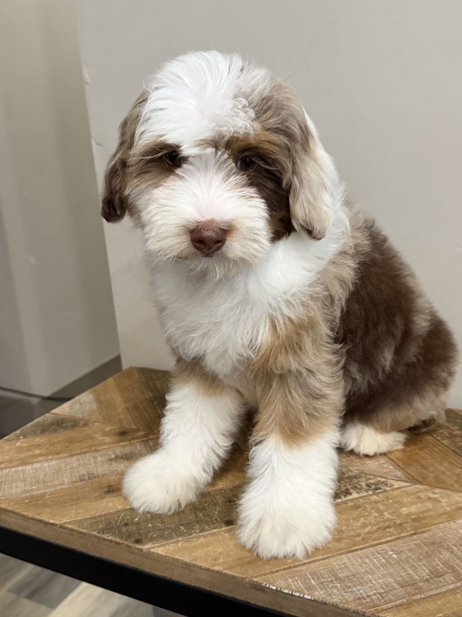 Micro Bernedoodles FF -/-