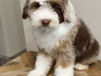 Micro Bernedoodles FF -/-