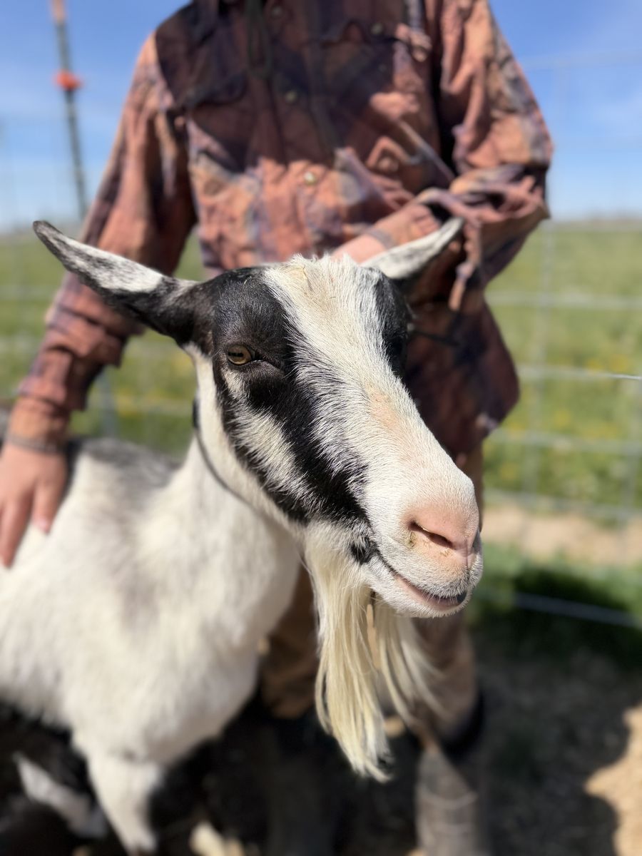 Registered Alpine Dairy Goat