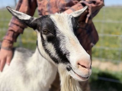 Registered Alpine Dairy Goat