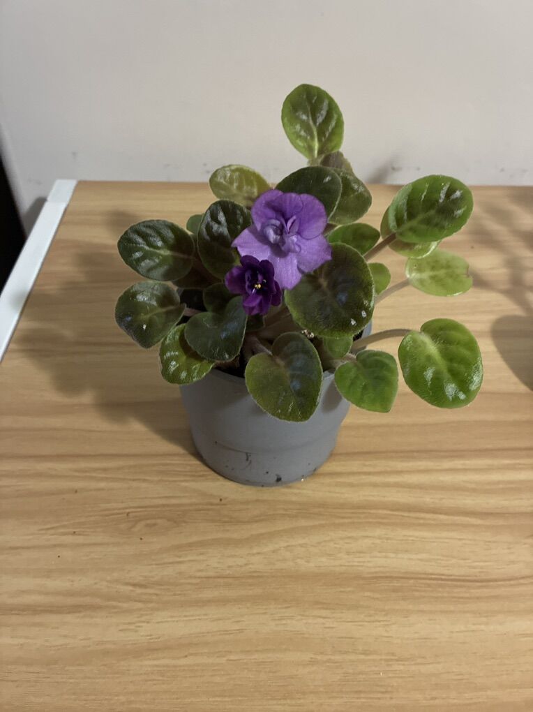 Violet plant