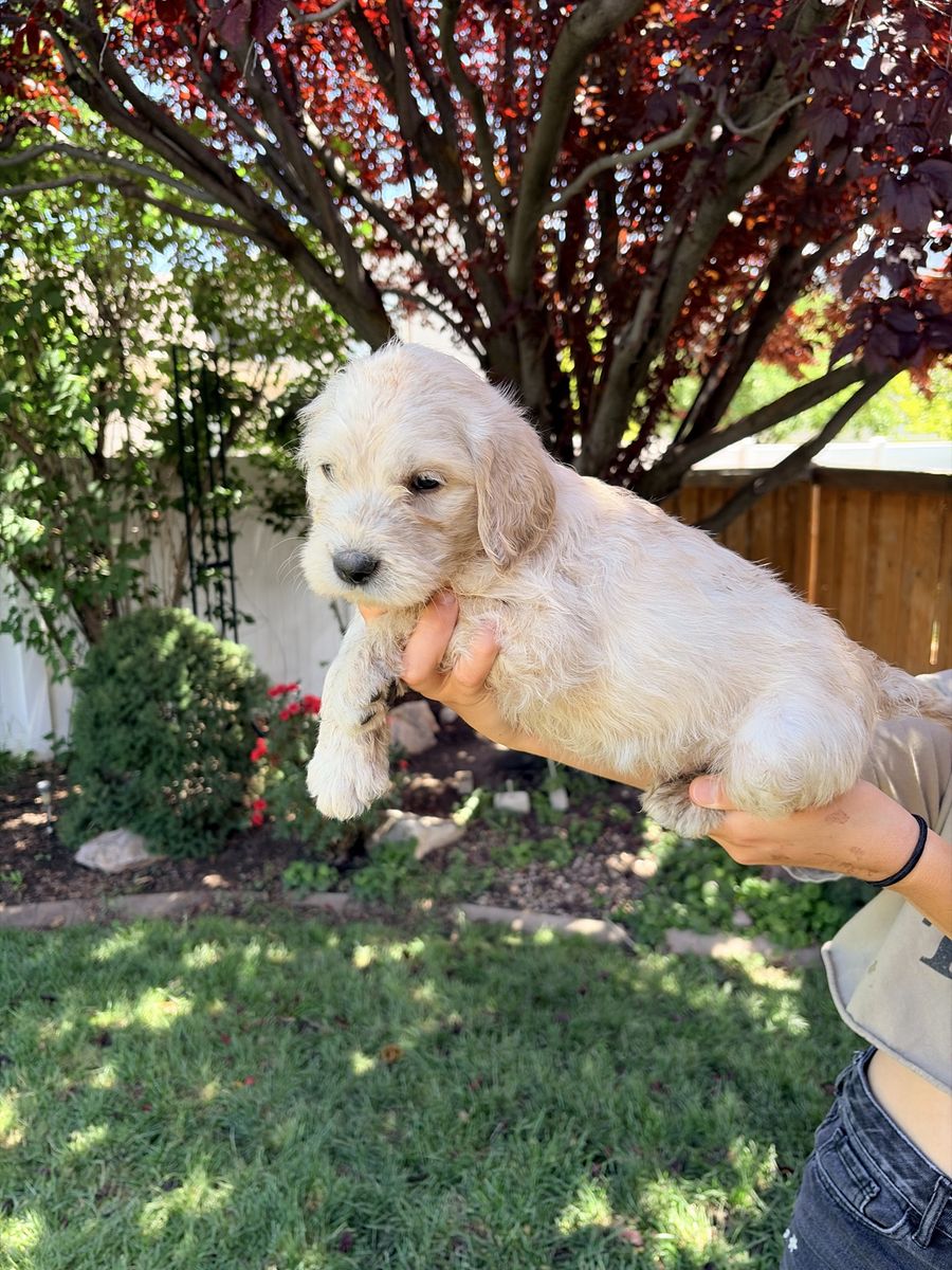 Adorable Goldendoodle/ labradoodle Puppy Hypoallergenic (Cream & Black)