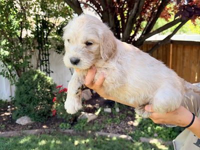 Adorable Goldendoodle/ labradoodle Puppy Hypoallergenic (Cream & Black)
