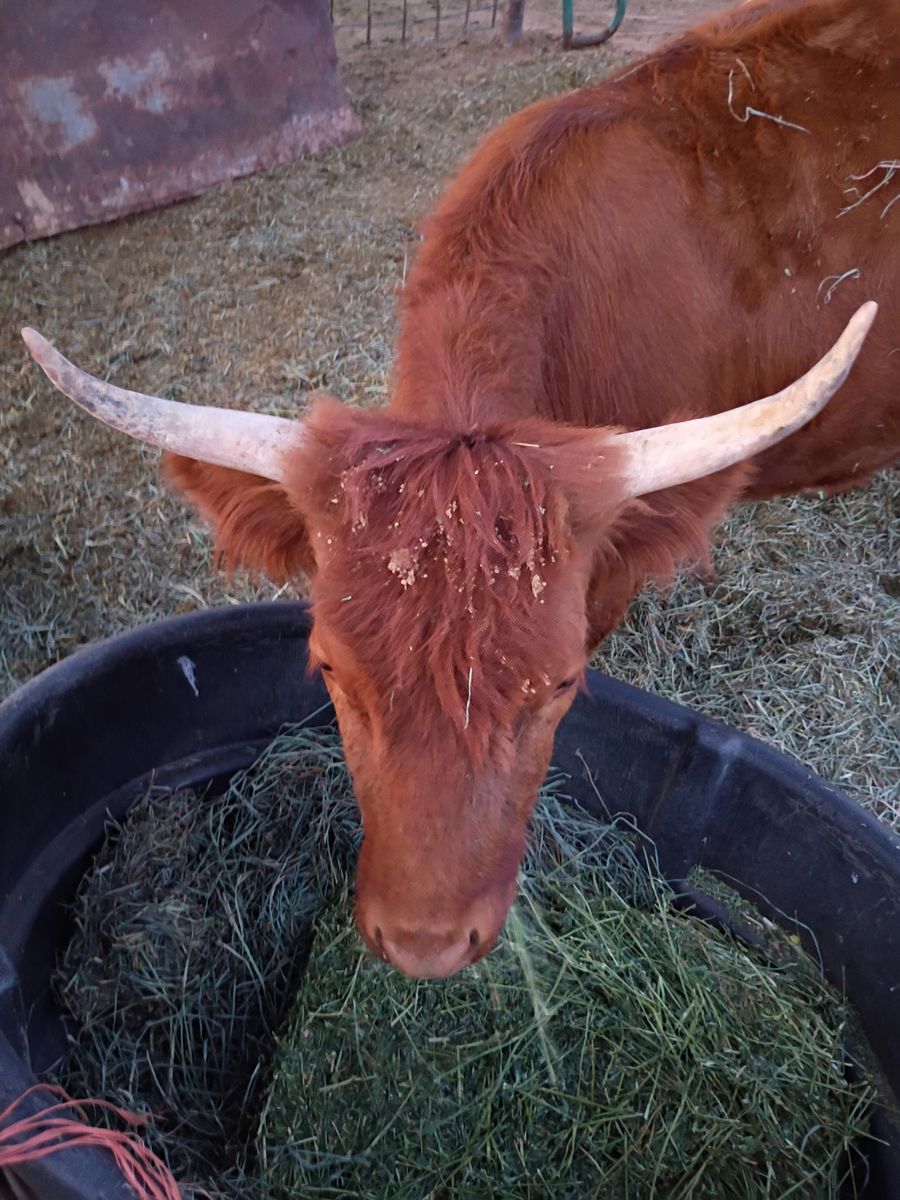 Highland mini heifer